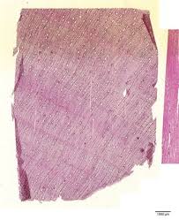 Image result for Diospyros gabunensis