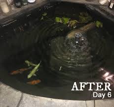 It is necessary to clean your pump's filters on a weekly basis to keep water inside your pond clean. How To Clean Gross Murky Pond Water Fast Without Chemicals