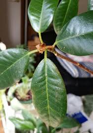 フランスゴムの木が大変なことに 未分類