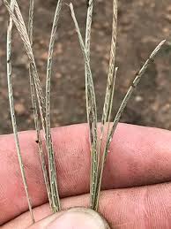 Image result for Microchloa