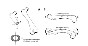 Items portrayed in this file depicts. A Bone Cross Section As It Relates To Compression And Bending Loading Download Scientific Diagram