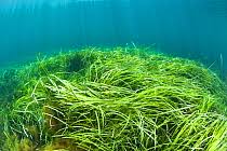 Image result for Zosteraceae