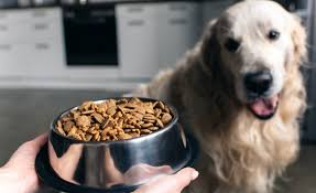 Not only does it allow you to keep a watchful eye on your pet 24/7, it also syncs with your amazon alexa to send you barking alerts and even lets. 9 Most Expensive Dog Foods Worth The Extra Dollars 2021 Reviews