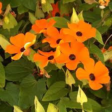 Image result for Thunbergia dregeana