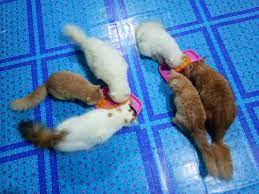 Bagaimana cara membuat kucing gemuk kucing lucu net. Wanita Ini Kongsi Cara Gemukkan Kucing Guna 3 Bahan Salah Satunya Kuning Telur Vanilla Kismis