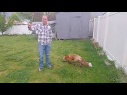 Imagine cat spray times 50! How To Get Rid Of Foxes In Your Garden Uk Expert Guide