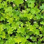 Image result for Geranium aculeolatum