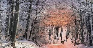 beautiful photos 发布的instagram 帖子 utc 2019 年8月2 日下午3 29 country roads tree tree trunk