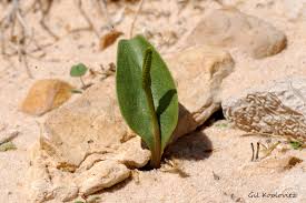 Image result for Ophioglossum polyphyllum