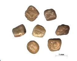 Image result for Indigofera secundiflora