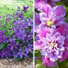 Many people allow their rabbits free run of the garden during the summer months believing that they will instinctively avoid eating poisonous plants. 4pc Clematis Climbing Collection National Plant Network Clematis Plants Beautiful Flowers