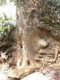 Image result for Brachystegia torrei