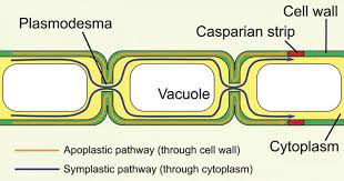 Plasmodesmata Definition Structure Functions And Diagram