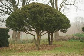 Hier können sie ihren bonsai für den garten kaufen. Exklusive Baume Einzelstucke Exklusiv Und Einzigartig