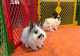 Country farm & home, pittsboro, north carolina. Tennessee Restricting Rabbit Imports To Keep Out Virus Wkrn News 2