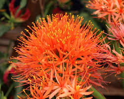 Image result for Scadoxus cinnabarinus