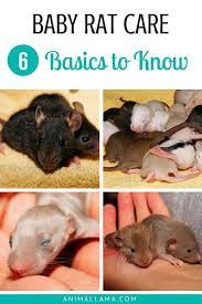 Baby Rat Care 6 Basics To Know When Caring For Newborns Animallama Rat Care Baby Rats Pet Rats