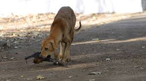 Dog bites are painful injuries, and the possibility of contracting infectious diseases from bites is equally worrisome. India S Rabid Dog Problem Is Running The Country Ragged Bbc Future