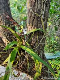 Image result for Rangaeris muscicola