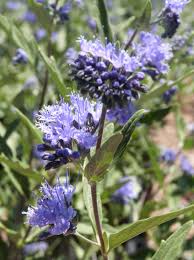 Image result for Cassia thyrsoidea