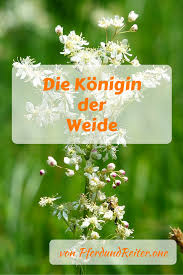 Das Madesuss Eine Heilpflanze Fur Mensch Und Pferd Und Genuss Fur Die Sinne Reiten Pferde Rezepte Heilkrauter Heilpflanzen Pferdehaltung Pferdekrankheiten