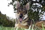Kunming Wolfdog Information & Dog Breed Facts | Dogell