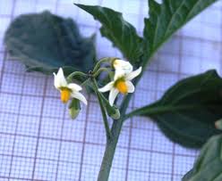 Image result for Solanum villosum