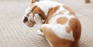 Attach the product to your hose, and thoroughly spray all affected areas, concentrating on. How To Get Rid Of Fleas In The House Home Remedies For Killing Fleas On Dogs And Cats