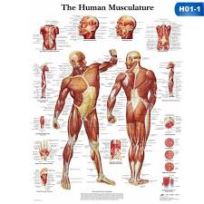 Human Body Muscle Anatomy System Poster Anatomical Chart