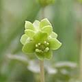Feb 16, 2002 · general information about adoxa moschatellina (adxmo) europe from france to russia and caucasus, siberia, russian far east, central asia, to himalayas, china, japan (hokkaido, northern honshu), korea, north america Category Adoxa Moschatellina Wikimedia Commons