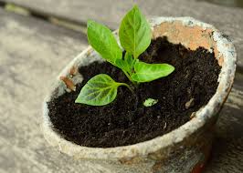 Some peppers turn red, yellow, or other colors at maturity. Transplanting Seedlings How And When To Transplant The Old Farmer S Almanac