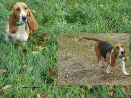 annonce chien chiot achat vente chien chiot annonce chien vente de chien chiens et chiots