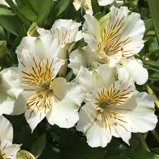 Check spelling or type a new query. Scott S House Of Flowers Home Facebook