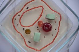 Check spelling or type a new query. Cell Biology For Kids Plant Cell Model Science Experiments For Kids