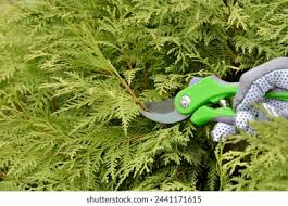 Image result for cuttings thujas