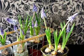 ムスカリの球根を水耕栽培でかわいく育てる方法 ムスカリ 水耕栽培 栽培