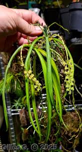 Image result for Chamaeangis