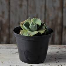 Image result for Huernia kirkii