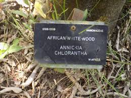 Image result for Annickia