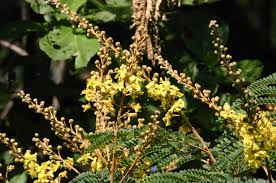 Image result for Peltophorum africanum