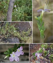 Image result for Barleria rigida