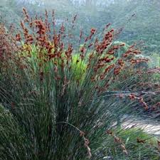 Image result for Anthephora