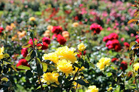 The Portland Rose Garden 3 Fields And Fields Of Roses Secret Garden Book Organic Gardening Secret Garden