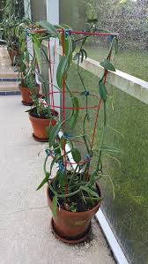 While a greenhouse is the perfect place to grow a vanilla bean plant, you can also create that type of environment at home. Pin On Gardening