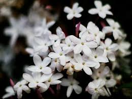 Jasmine Flower Plants Tea And Symbolism With Pictures Jasmine Flower Jasmine Flower Tattoos Smelling Flowers