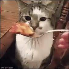 Other Funny Gifs Http Gif Tv Tumblr Com And Funny Youtube Video Https Www Youtube Com Watch V Qqkw5m0i Qc Funny Cats Cats Crazy Cats
