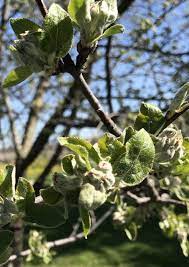 Frost damage on apple tree leaves. Fruit Growers Battle Freezing Temperatures