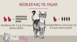 Kedi Blog Kedi Turleri Kedi Bakimi Hakkinda Her Sey