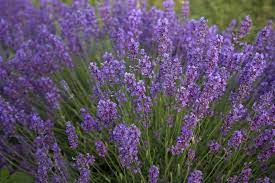 National Flowers Portugal Lavender Flowers Beautiful Flowers Most Beautiful Flowers