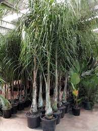 It was once very popular as a garden tree; Cocos Palm 35ltr Palm Trees Landscaping Queen Palm Tree Palm Trees